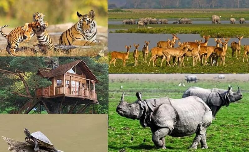 Kaziranga Safari Tour